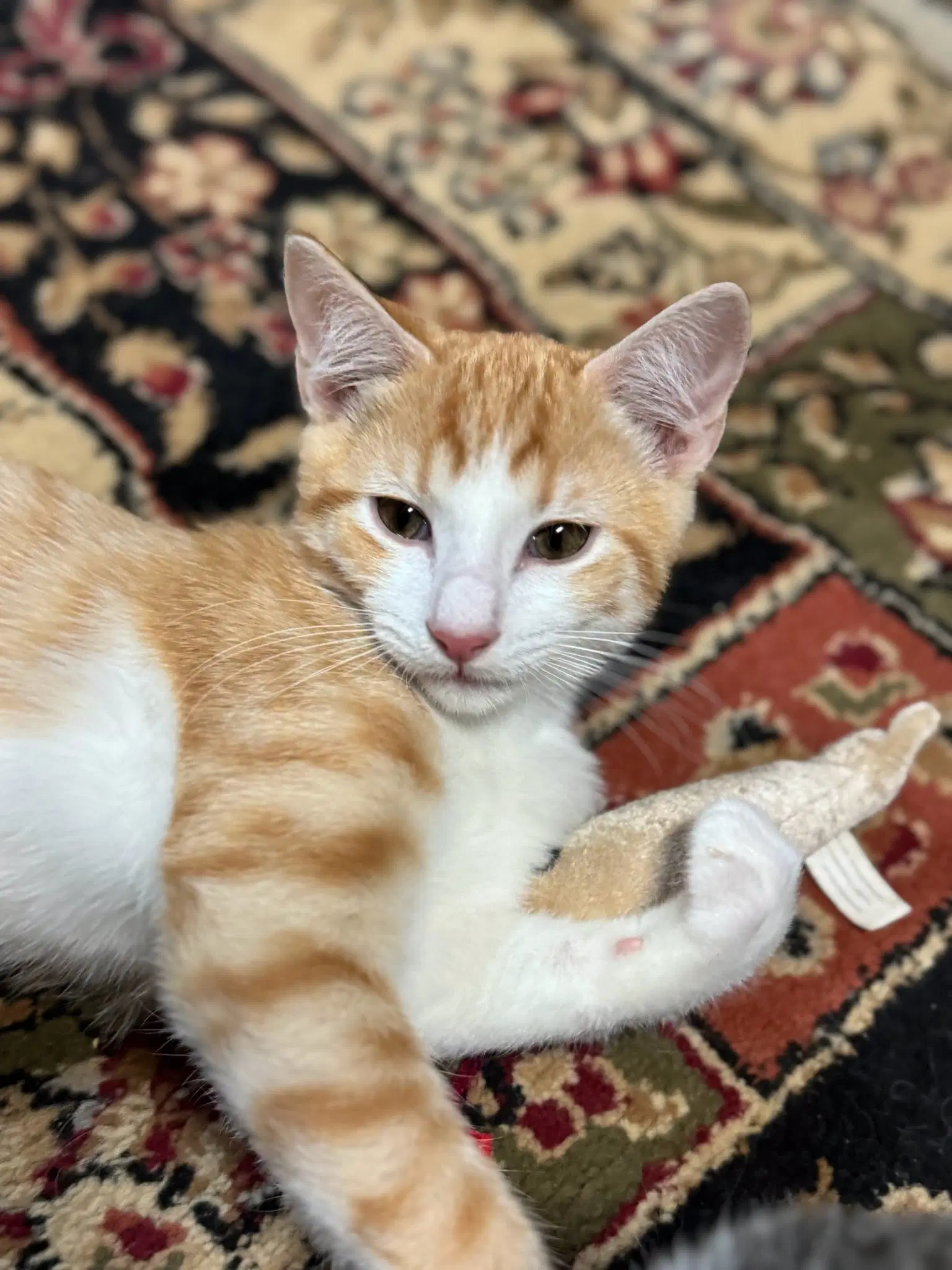 Jay - Domestic Short Hair