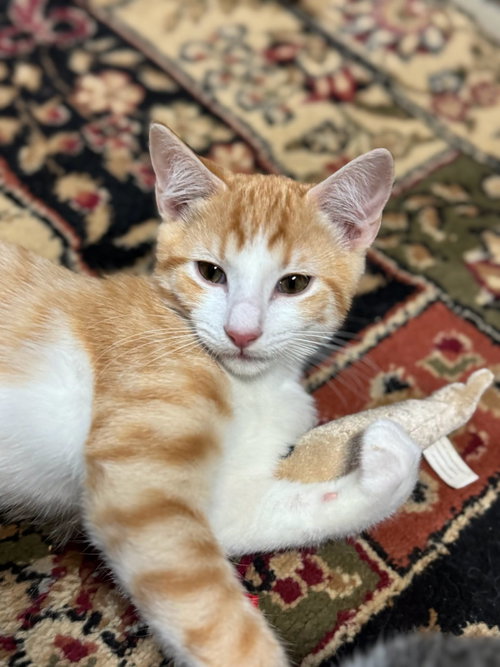JAY, a cat for adoption from Fancy Feline Rescue of the South