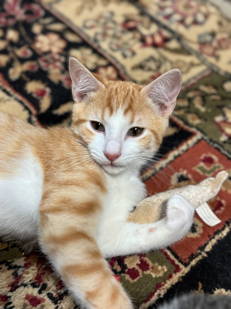 Jay, a male kitten up for adoption