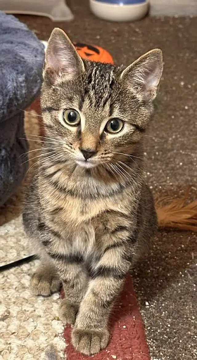 Eddie - Domestic Short Hair