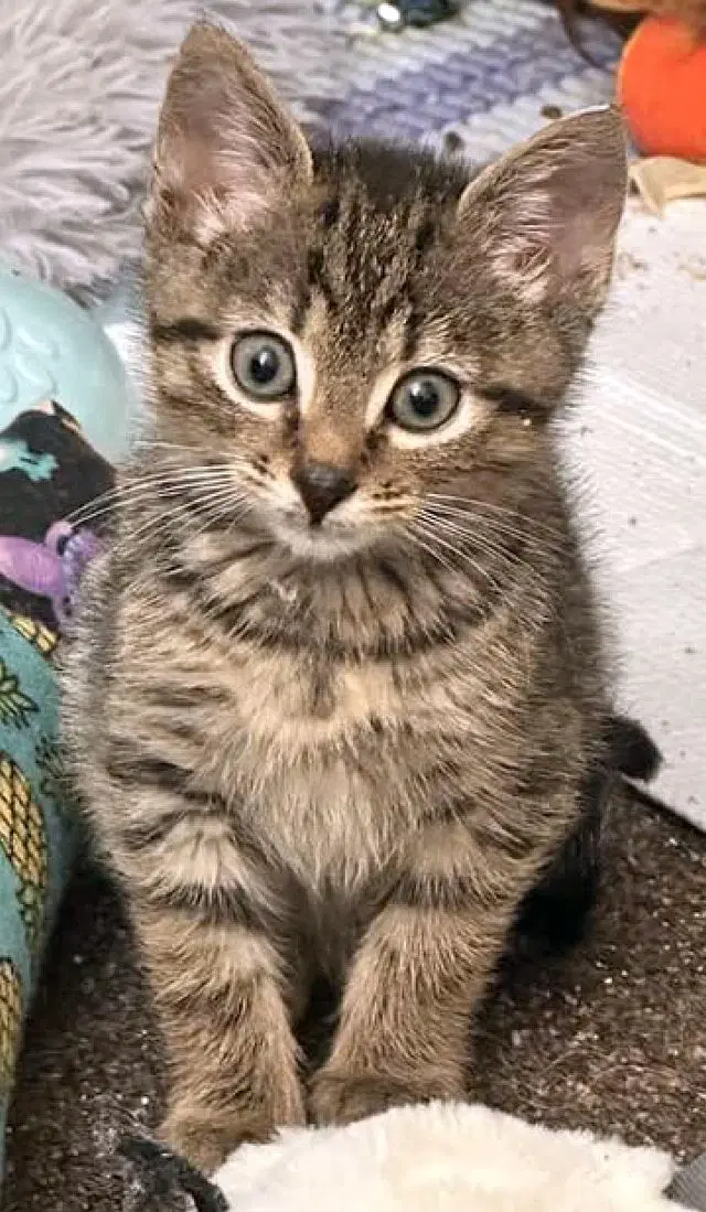 Emery - Domestic Short Hair