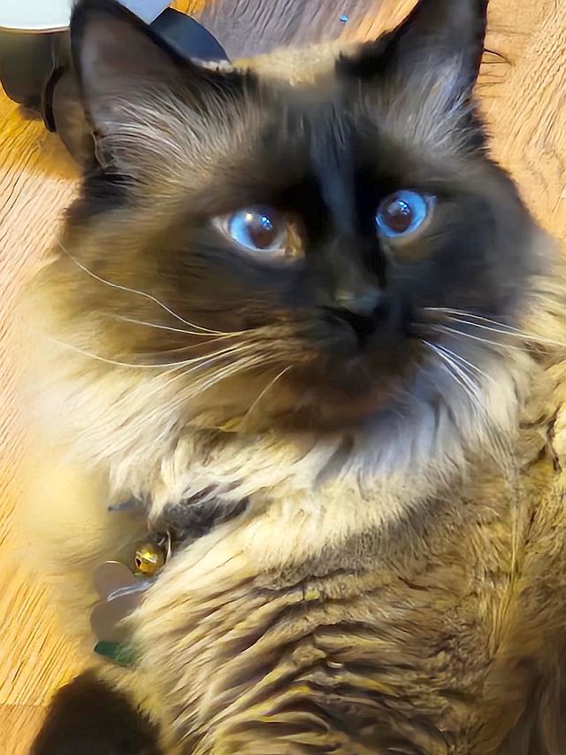 Bambam