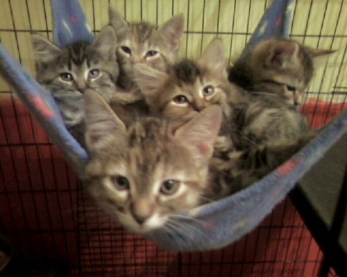 Foster Homes Needed  (Kittens Pictured R Adopted)