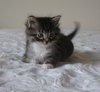 Foster Homes Needed  (Kittens Pictured R Adopted) - Photo 2