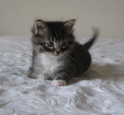 FOSTER HOMES NEEDED  (KITTENS PICTURED R ADOPTED) - Domestic Short Hair available for adoption