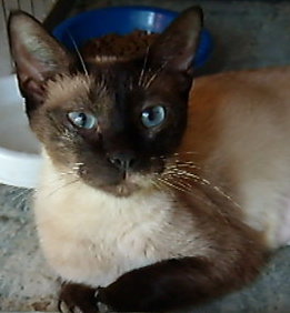 Photo 3 of Foster Homes Needed (Kittens Pictured R Adopted)