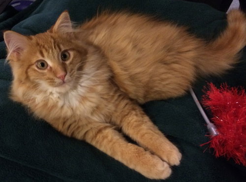 Photo 4 of Foster Homes Needed (Kittens Pictured R Adopted)