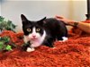 adoptable Cat in , MI named Pooh Ann