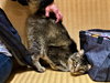 Jack "JJ" - Photo 2