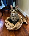 Jack "JJ" - Photo 3