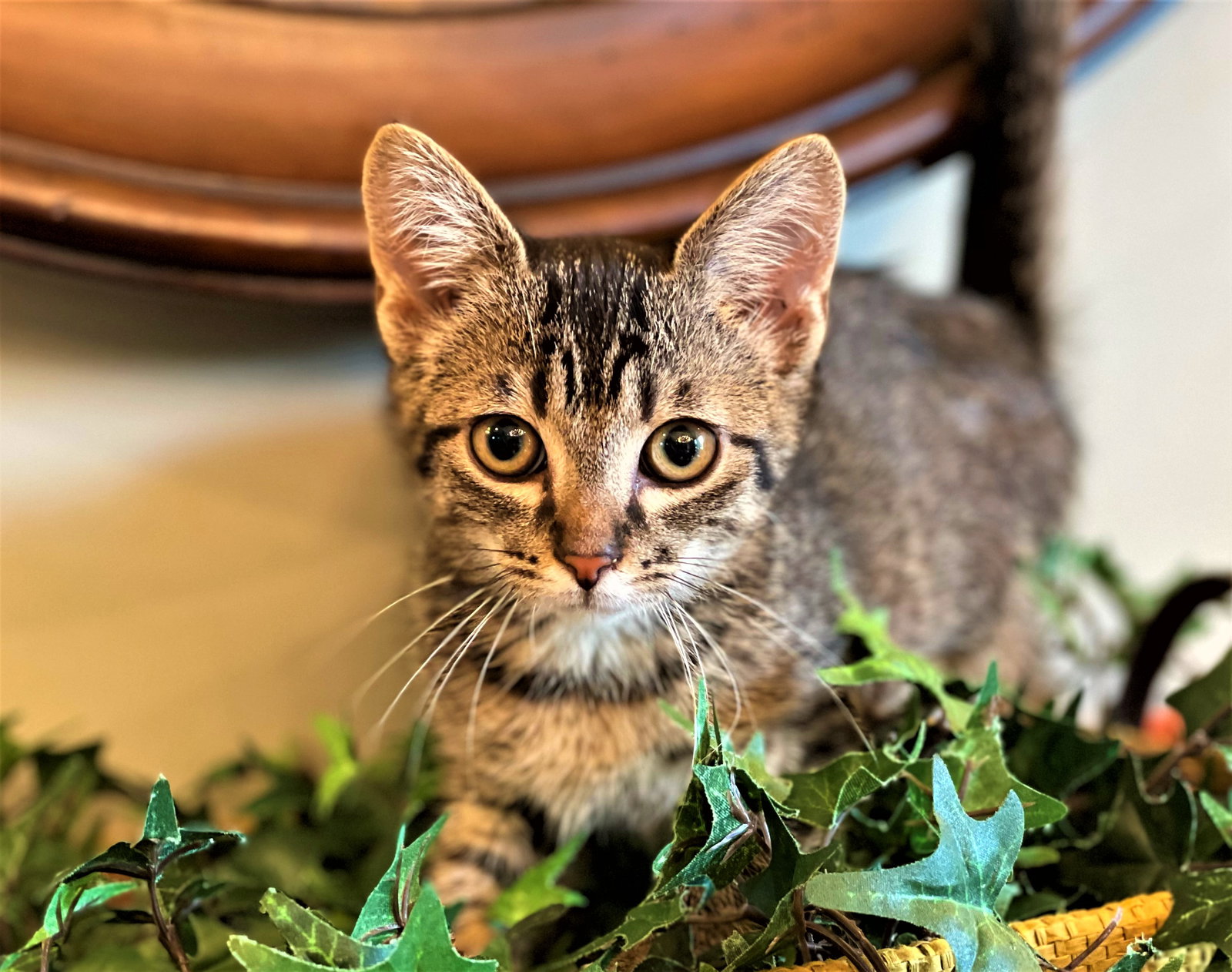 Cats for Adoption in Manchester, Michigan Alpha Paw