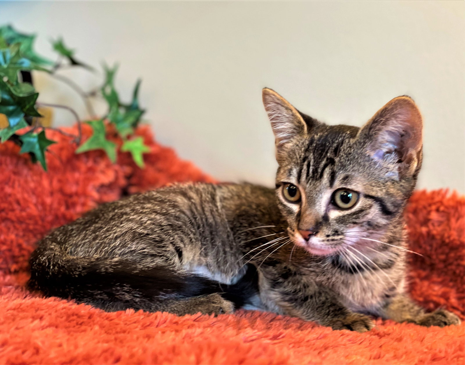 Cats for Adoption in Manchester, Michigan Alpha Paw