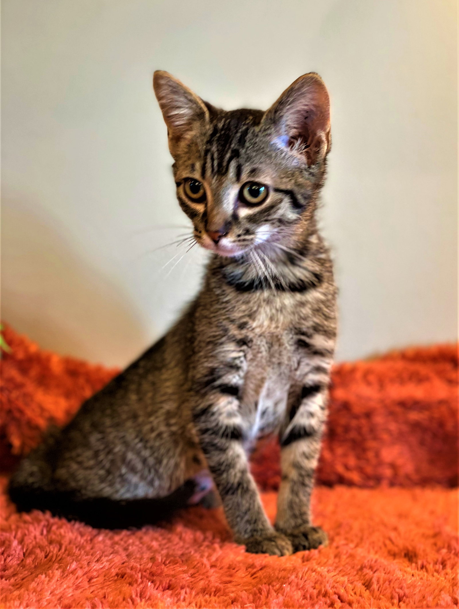 Cats for Adoption in Manchester, Michigan Alpha Paw
