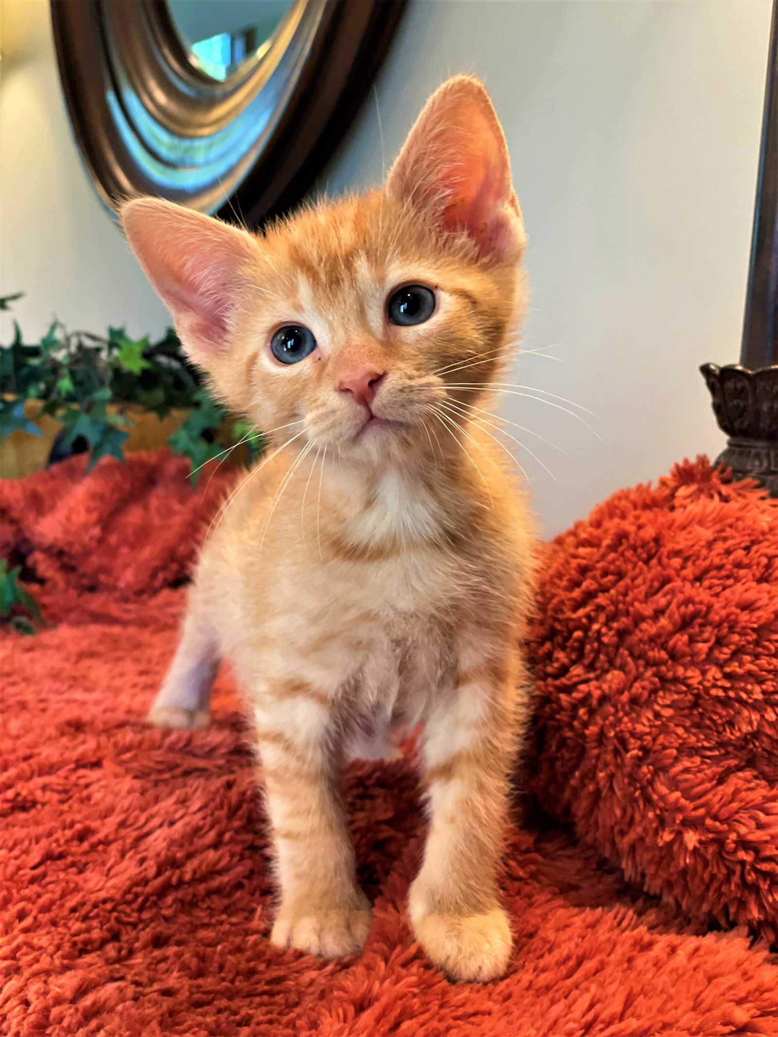 Cats for Adoption in Pontiac, Michigan Alpha Paw