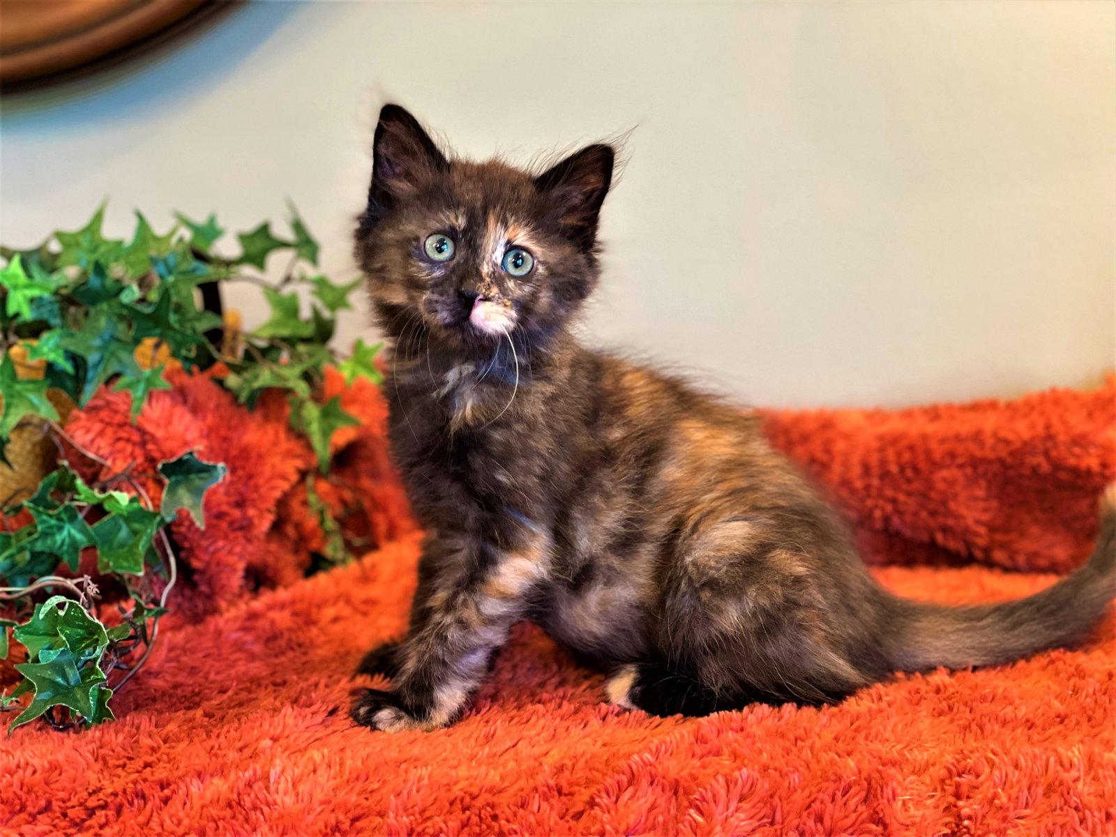 Cats for Adoption in Livonia, Michigan Alpha Paw