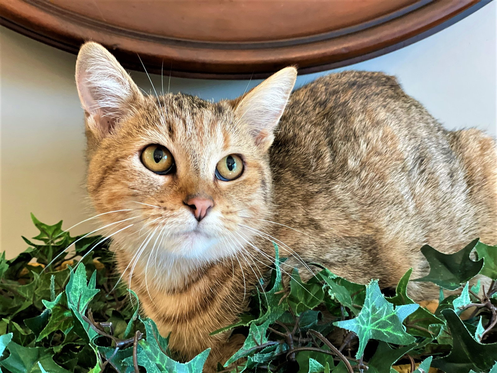Cats for Adoption in West Monroe, Michigan Alpha Paw