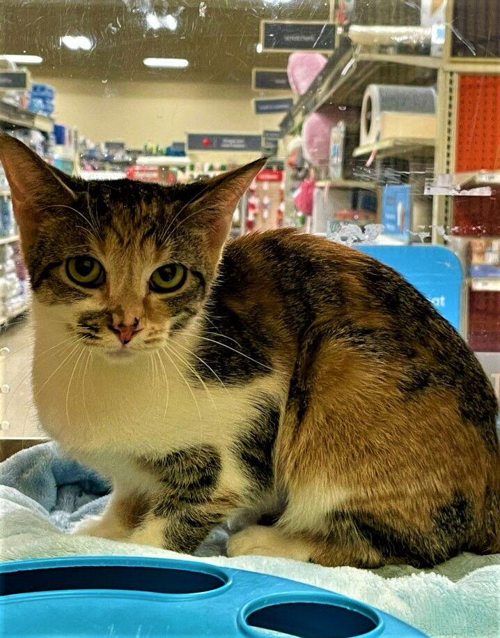 adoptable Cat in Taylor, MI named Zillow