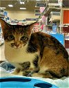 adoptable Cat in taylor, MI named Zillow