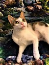 adoptable Cat in taylor, MI named Gemma