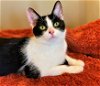 adoptable Cat in taylor, MI named Bo Peep