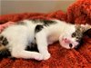 adoptable Cat in  named Linus