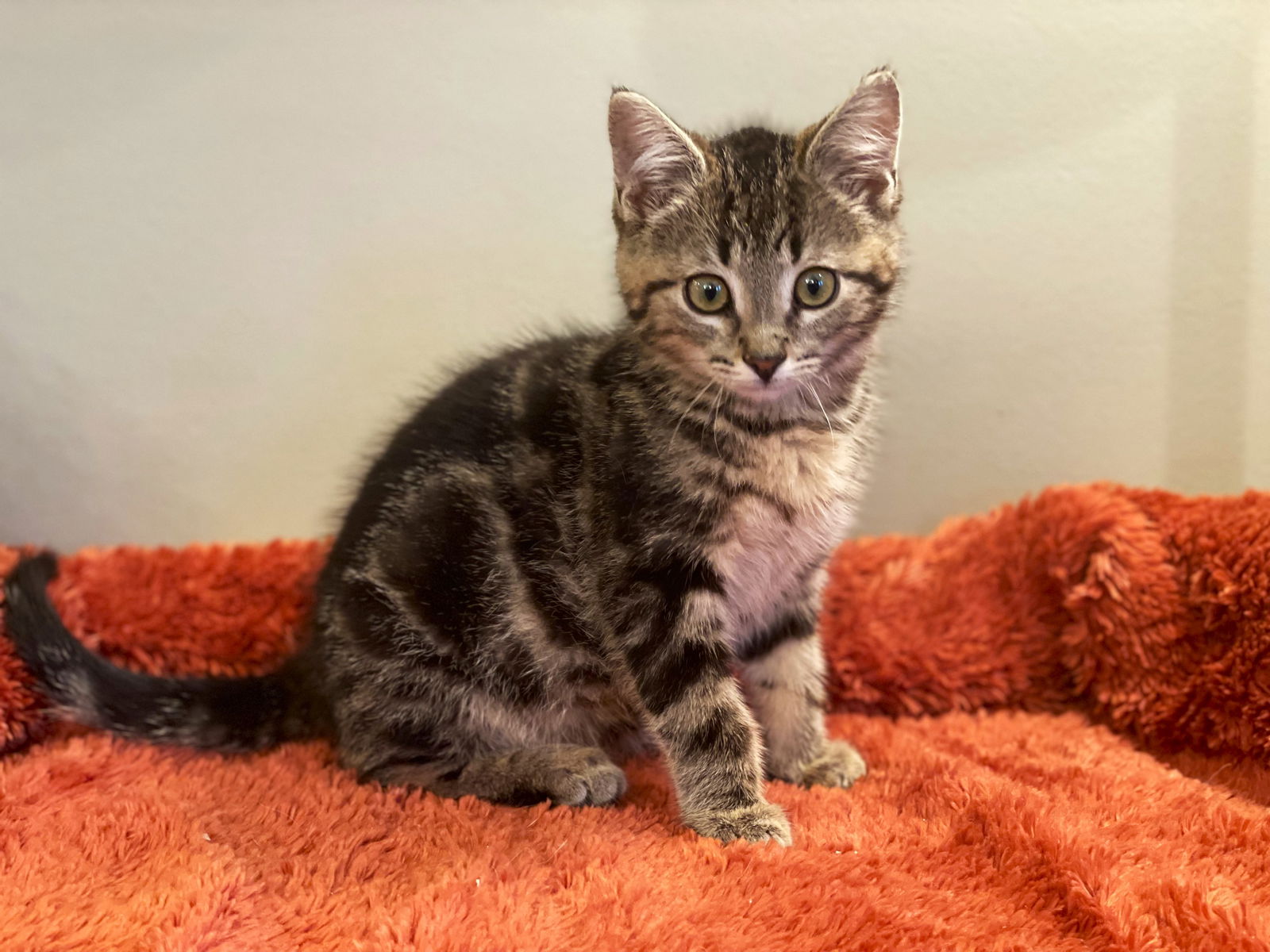 Cats for Adoption in Northville, Michigan | Alpha Paw