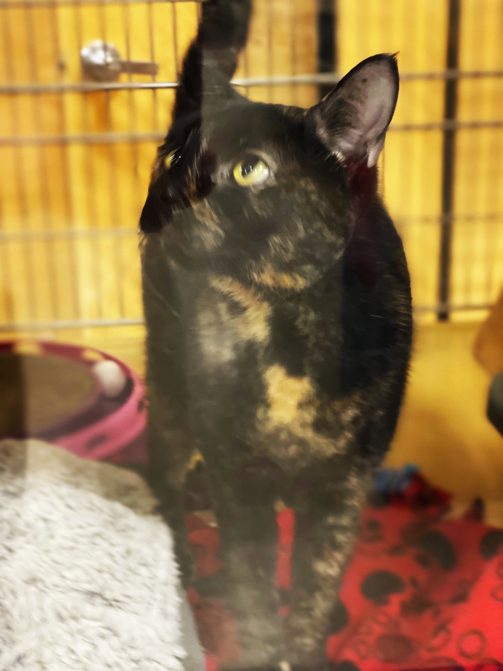 Cats for Adoption in Detroit, Michigan Alpha Paw