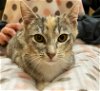 adoptable Cat in taylor, MI named Bertha