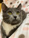 adoptable Cat in taylor, MI named Tiffers