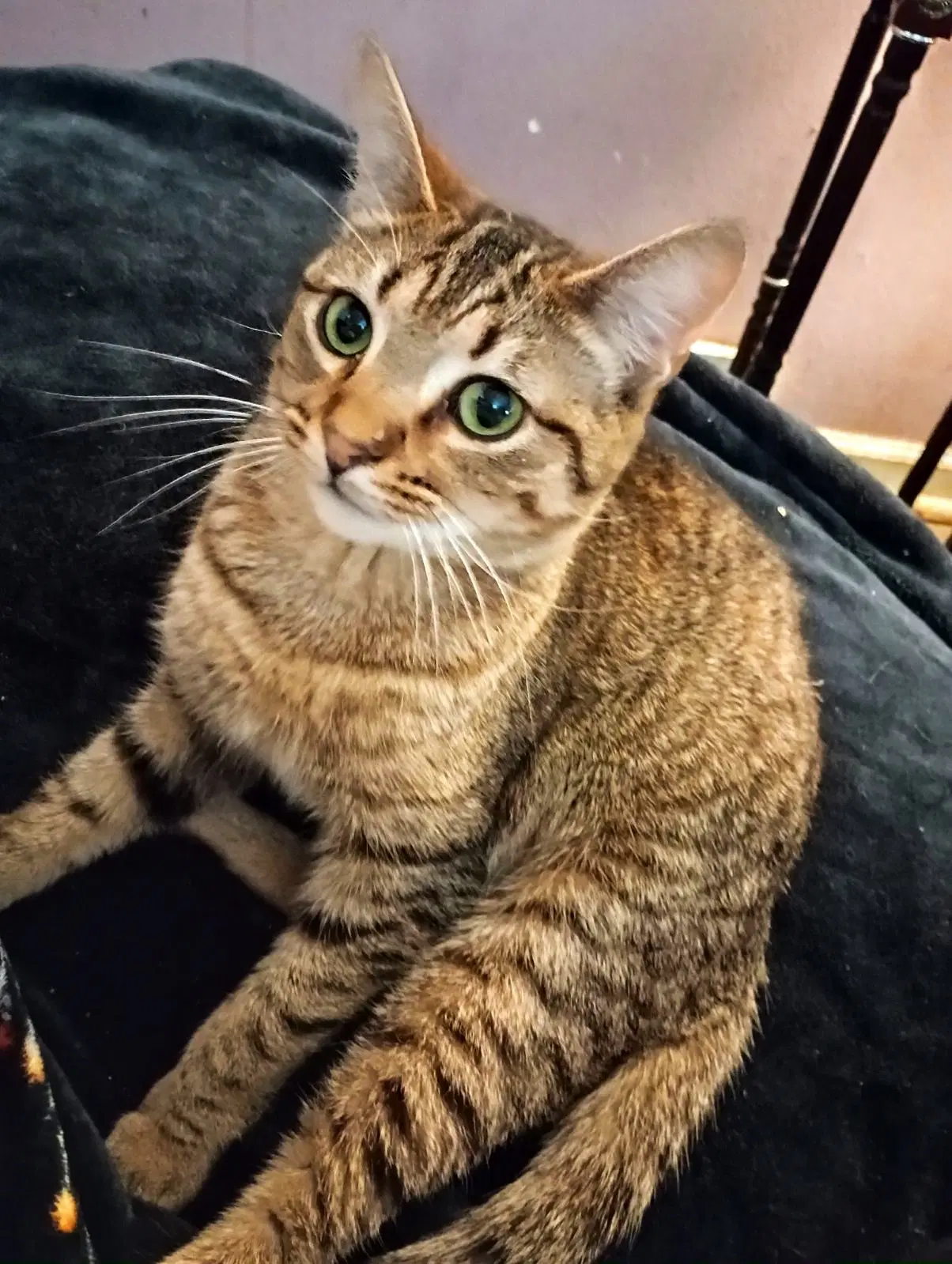 Maggie - Tabby