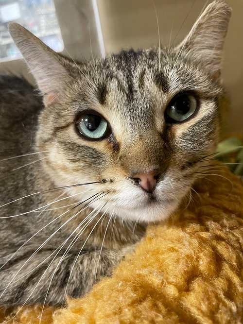 MAGGIE - Tabby / Domestic Short Hair available for adoption
