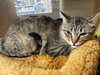 Maggie - Photo 3