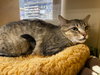 Maggie - Photo 4
