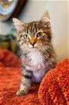 adoptable Cat in taylor, MI named Babbel