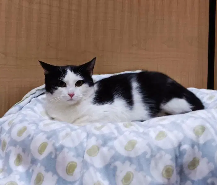 Outlaw - Domestic Short Hair