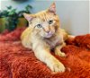adoptable Cat in  named Cheez-It