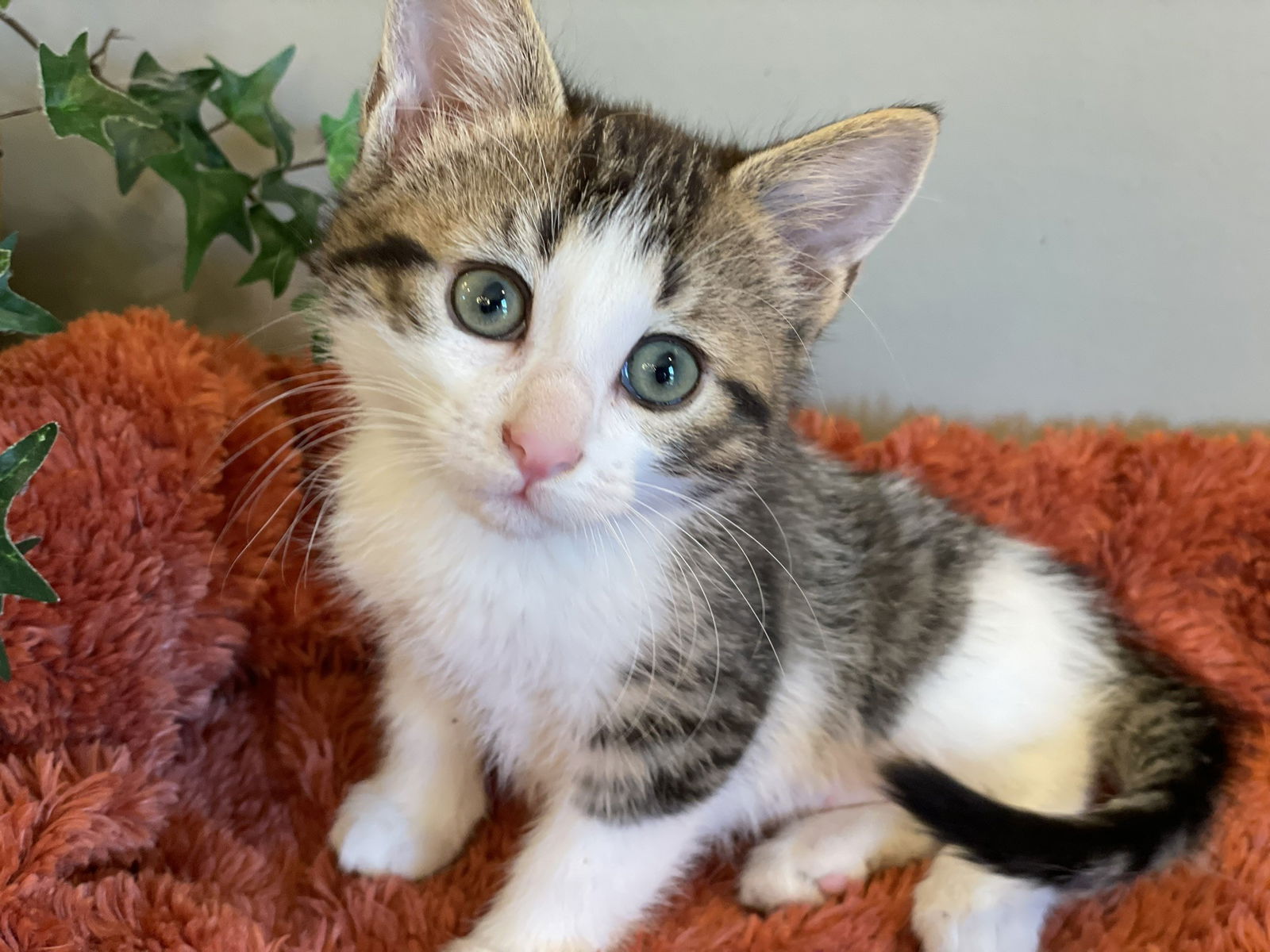 adoptable Cat in Taylor, MI named Mara