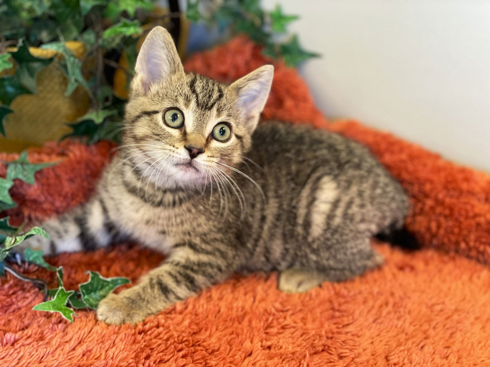 adoptable Cat in Taylor, MI named Rowan