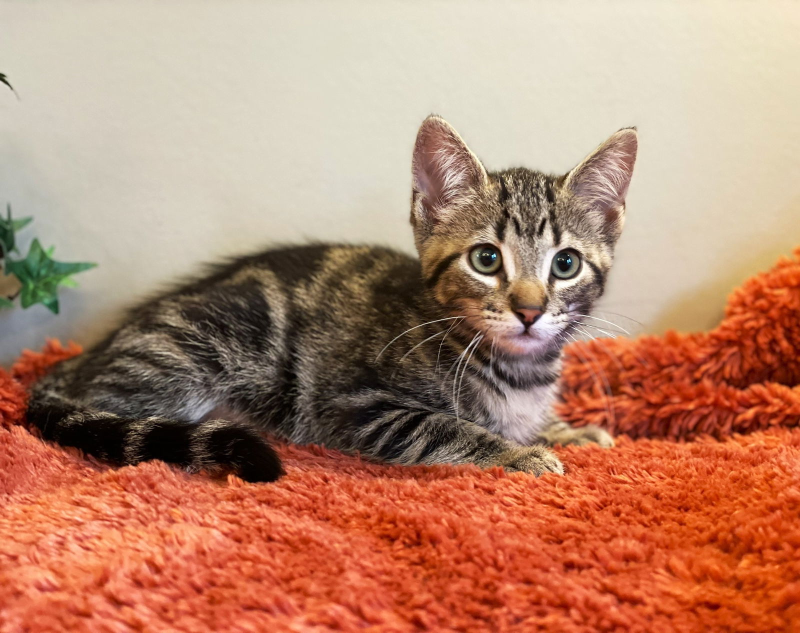 adoptable Cat in Taylor, MI named Billy