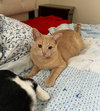 Finn - Photo 3