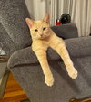 Finn - Photo 2