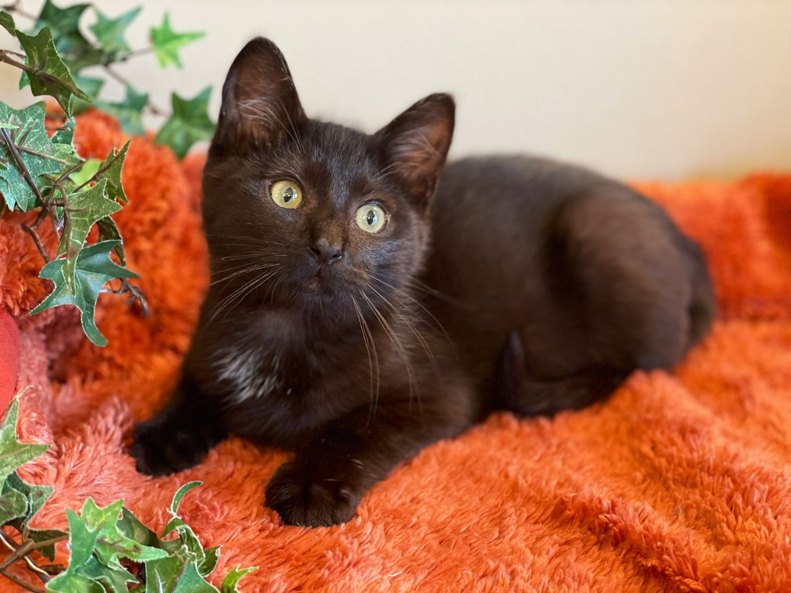 adoptable Cat in Taylor, MI named Bodee