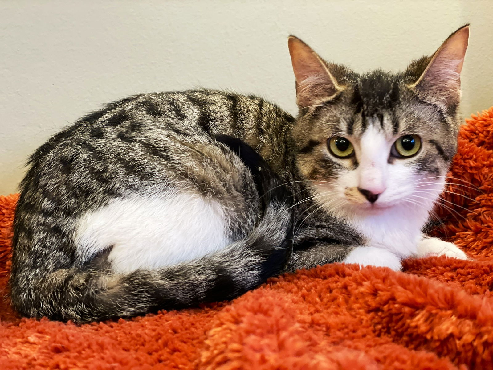 adoptable Cat in Taylor, MI named Wally