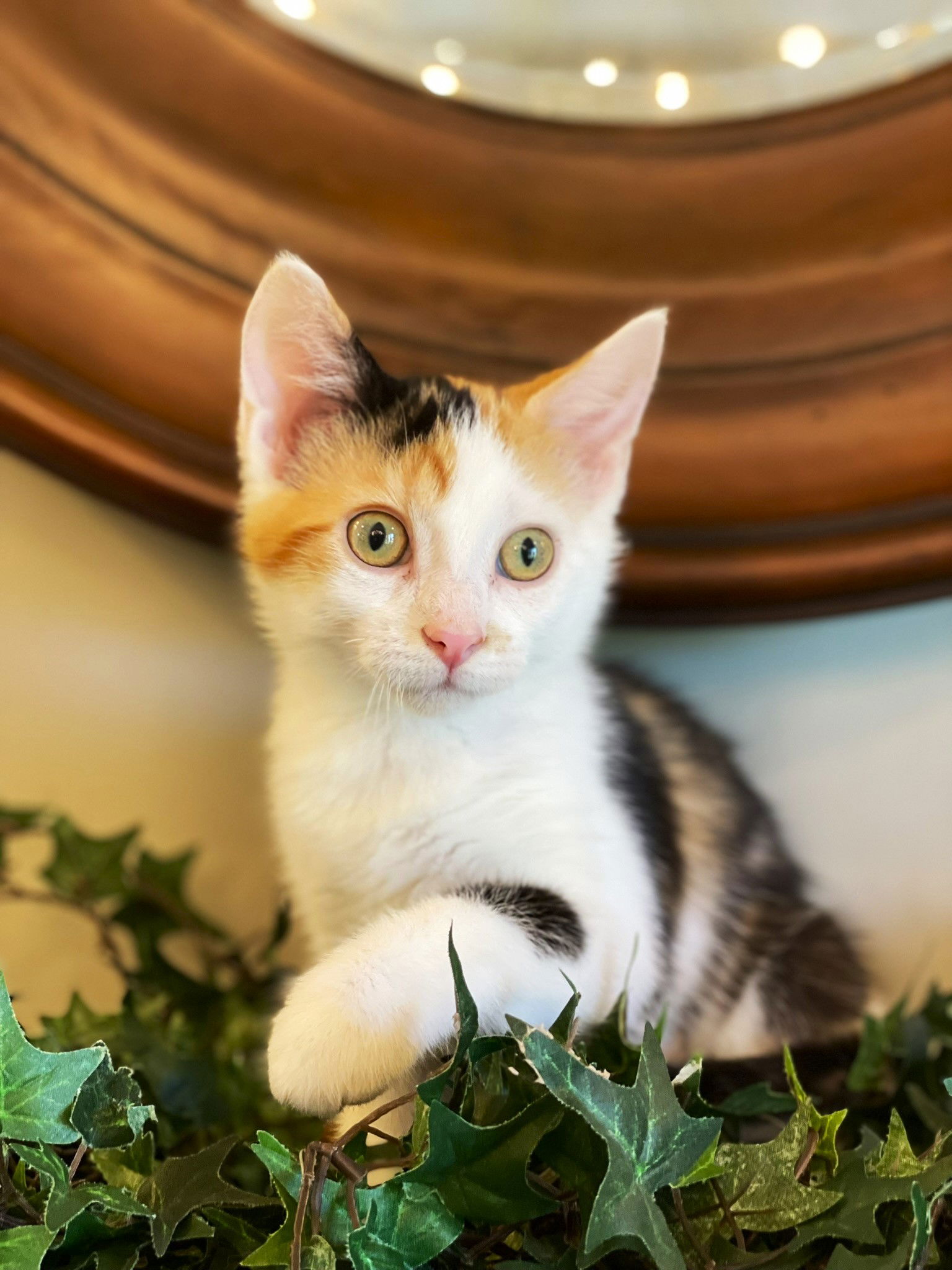 adoptable Cat in Taylor, MI named Macaroni