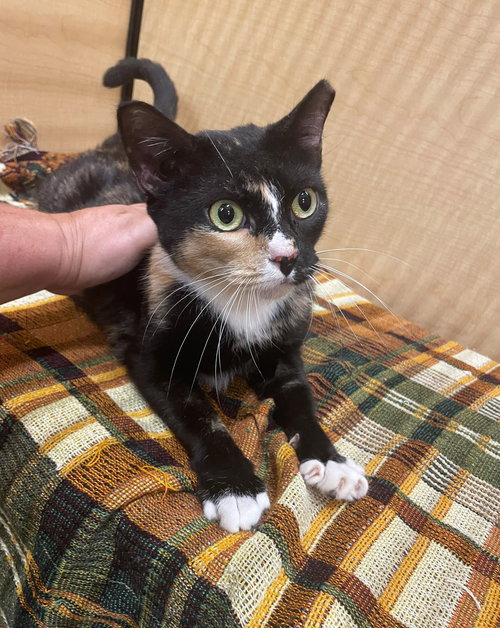 LUCKY BISCUIT - Calico / Domestic Short Hair available for adoption