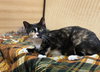 Lucky Biscuit - Photo 3