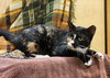 Lucky Biscuit - Photo 4