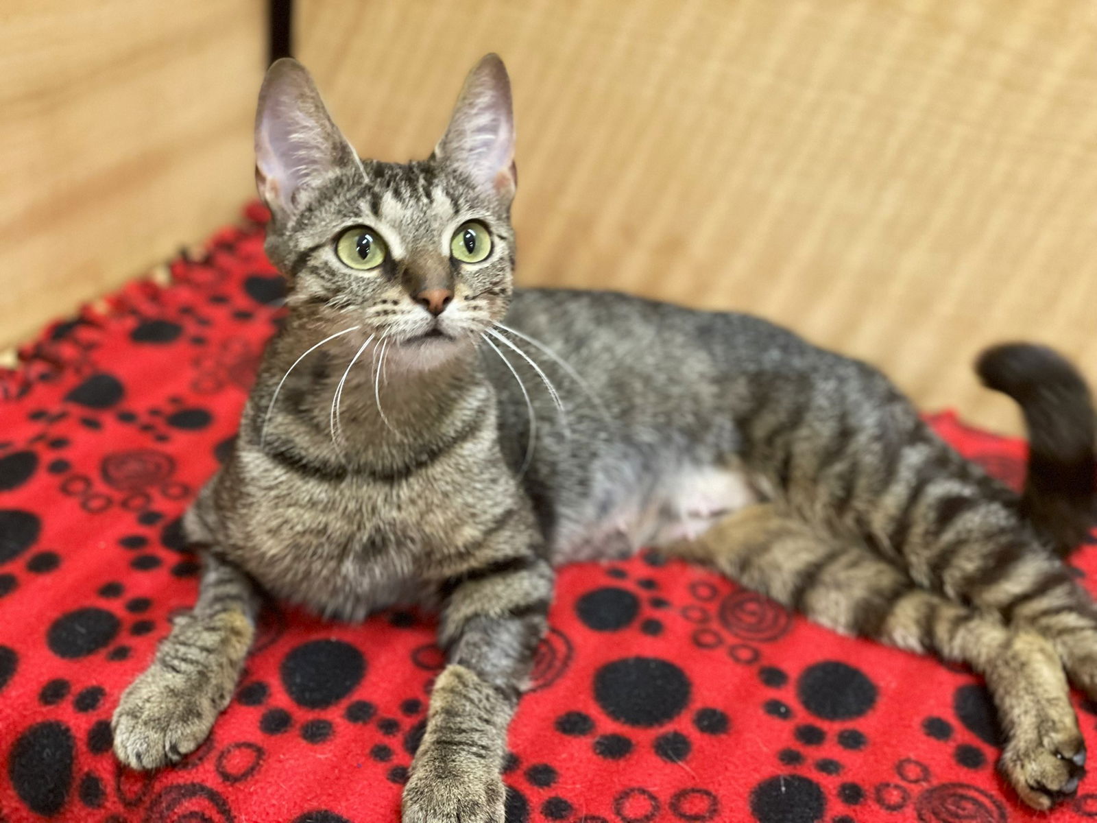 adoptable Cat in Taylor, MI named Becky