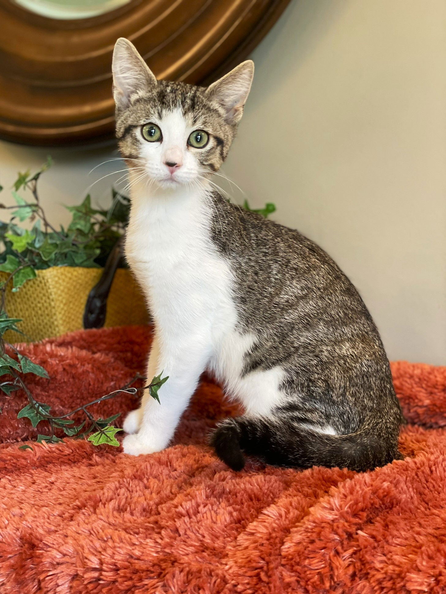 adoptable Cat in Taylor, MI named Stu