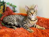 adoptable Cat in  named Kate